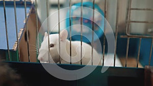 White mouse rat in pet cage. slow motion lifestyle video. rat mouse animal concept pets. Funny white rat in lifestyle a