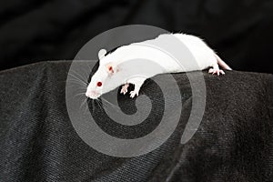 White mouse with red eyes on black fabric