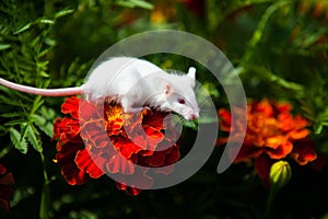 White mouse sitting on a orange flower