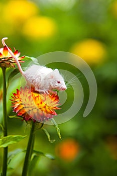 White mouse sitting on a orange flower