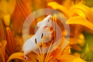 White mouse sitting on a orange lily flower