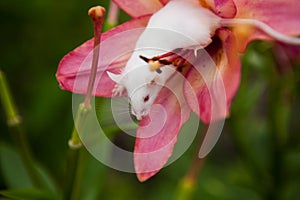 White mouse sitting on a pink lily flower