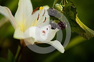 White mouse sitting on a white lily flower