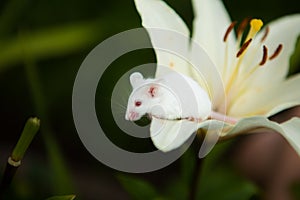 White mouse sitting on a white lily flower