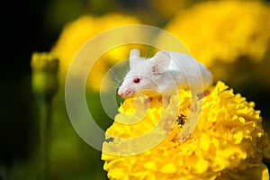 White mouse sitting on a yellow flower
