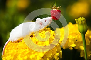 White mouse sitting on a yellow flower