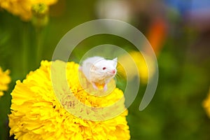 White mouse sitting on a yellow flower