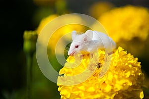 White mouse sitting on a yellow flower