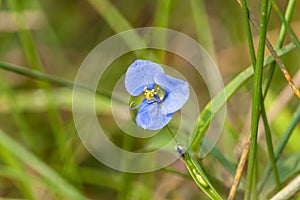 White Mouth Day flower