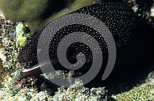 White mouth moray eel