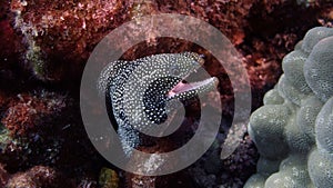White Mouth Moray off the coast of Hawaii