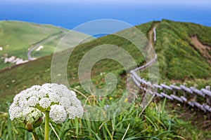 Mt. Gorota Wildflowers on the Cape Tour Course, Rebun Island, Japan photo