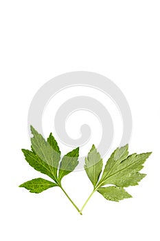 White Mugwort background in studio