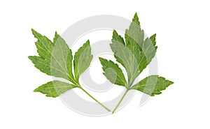 White Mugwort background in studio