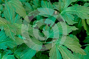White Mugwort close up on background.