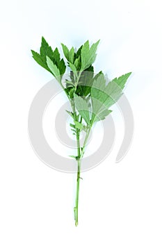 White Mugwort white background in studio