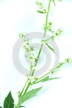 White Mugwort white background in studio