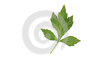 White Mugwort background in studio
