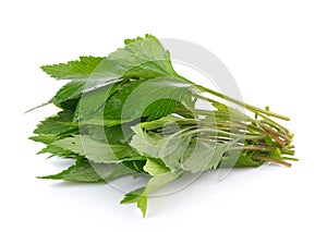 White mugwort on white background