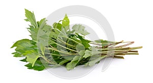 White mugwort on white background