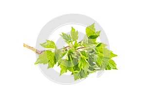 White mugwort on white background