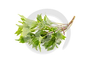 White mugwort on white background