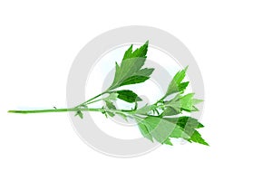 White Mugwort white background in studio