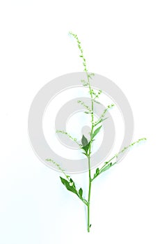 White Mugwort white background in studio