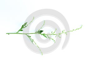 White Mugwort white background in studio