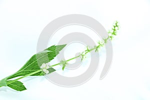 White Mugwort white background in studio