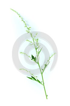 White Mugwort white background in studio