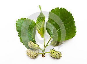 White mulberries