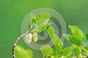 White Mulberry on the Branch
