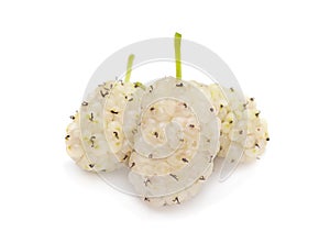 White mulberry fruit