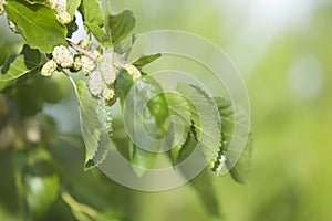 White mulberry fruits