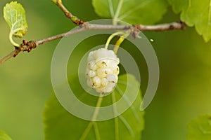 White mulberry, Morbus alba photo