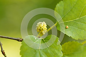White mulberry, Morbus alba