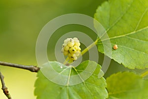 White mulberry, Morbus alba photo