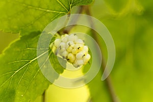 White mulberry, Morbus alba photo