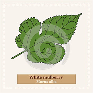 White mulberry  Morus alba