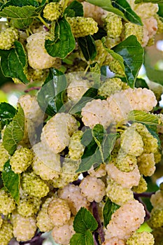 White mulberry (Morus alba)