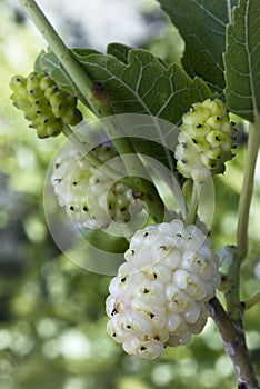 White Mulberry Morus alba. Fruits photo