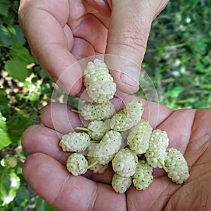 White mulberry Morus alba held by man hands