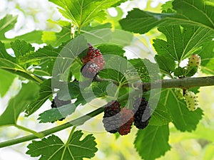 white mulberry tree (Morus alba