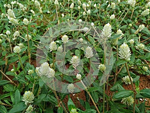 White Mulla Mulla feathery flowerheads