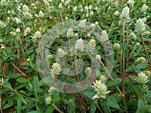 White Mulla Mulla feathery flowerheads photo