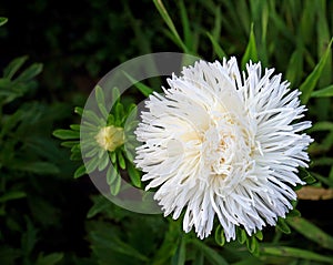 White multi layer Aster flower in garden