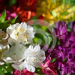 White and multicolored lily flowers on blurred background close up, soft focus lilies flower arrangement