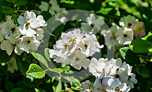 White Multiflora Rose bush Rosa polyantha, also known as Seven-Sisters, Baby, Japanese and many-flowered rose in Adler