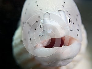 White muray eel underwater